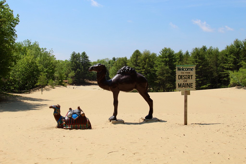 20227019370_a8525ea620_b Maine Camel