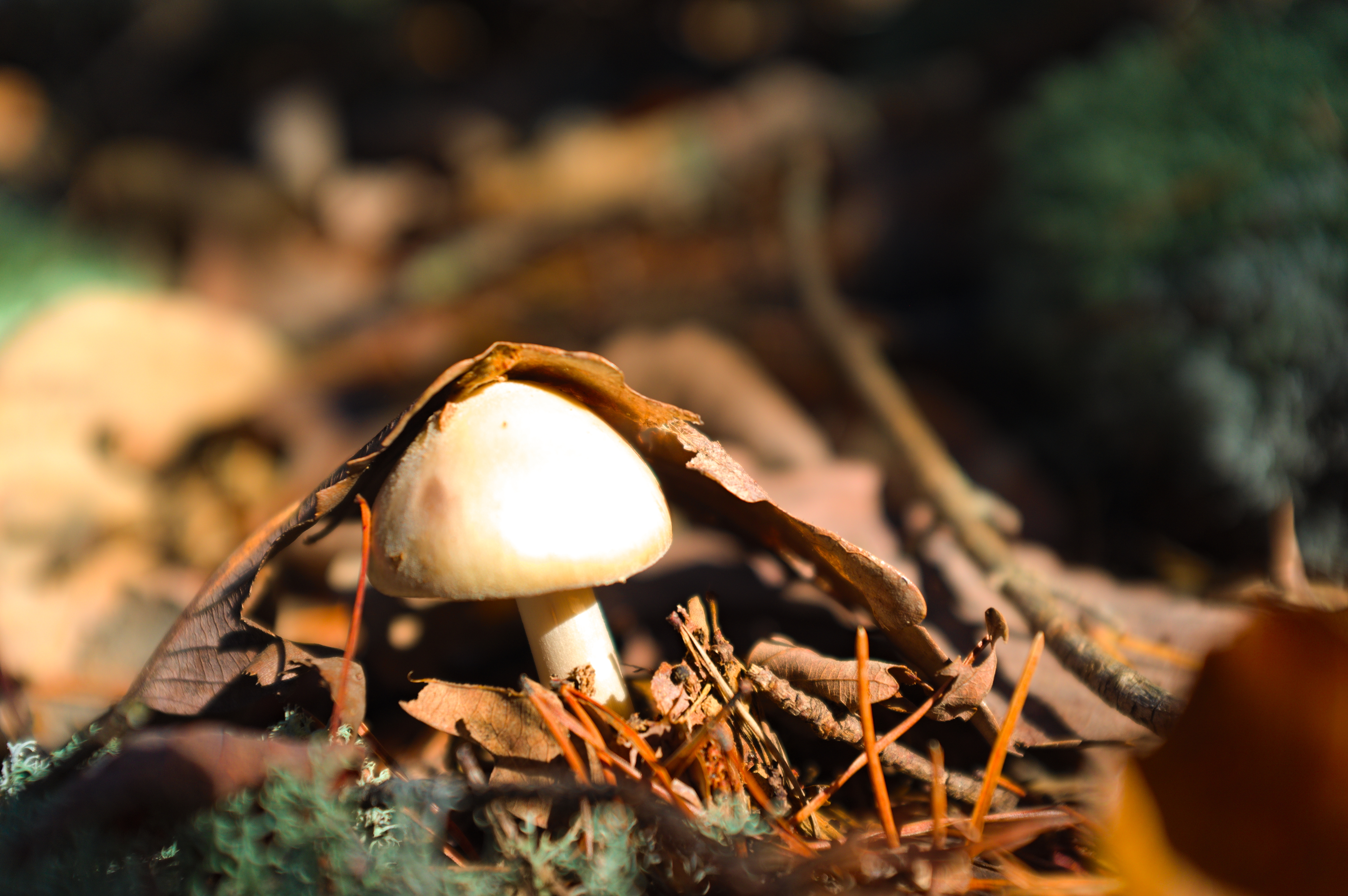 Light Between Branches